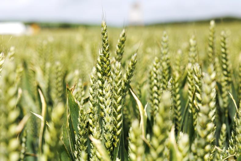 Grain Trends: drought hitting many European countries