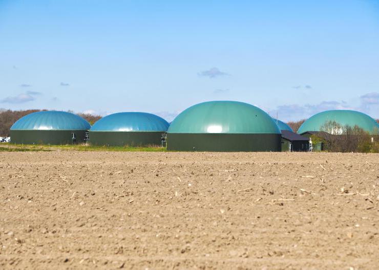 Beefing up biofuel                       