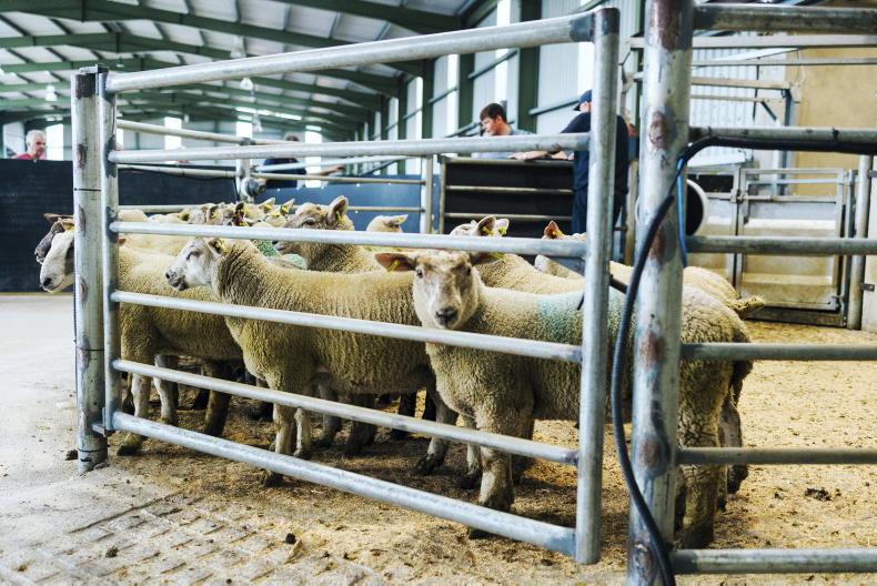 Camera at the Mart: cull ewes top in Blessington Mart
