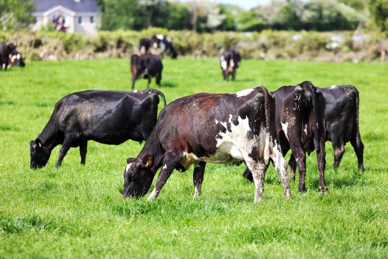 Dairy Management: managing heat stress in dairy cows