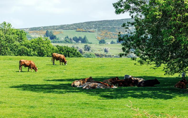 Ministers warn farmers to protect themselves and animals during hot weather