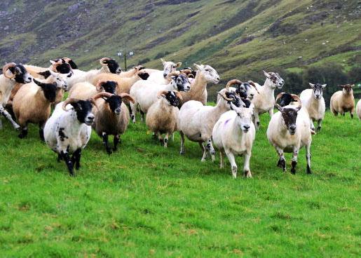 ANC plan needs new money, say farm groups