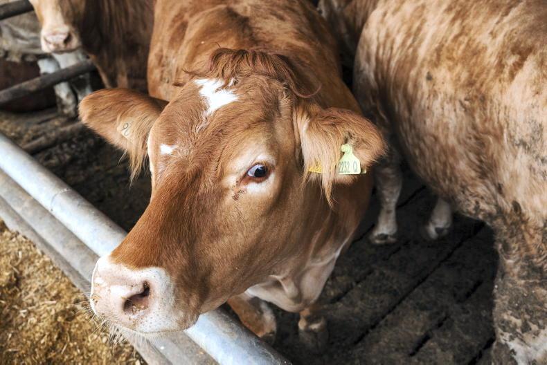 Editorial:  visit BEEF2026 at Teagasc Grange