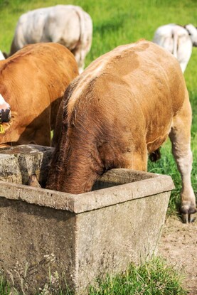 Heatwave advice: managing beef cattle in hot weather 