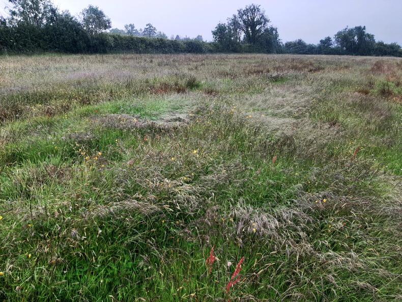 Mowing of grassland permitted in ACRES from 1 July