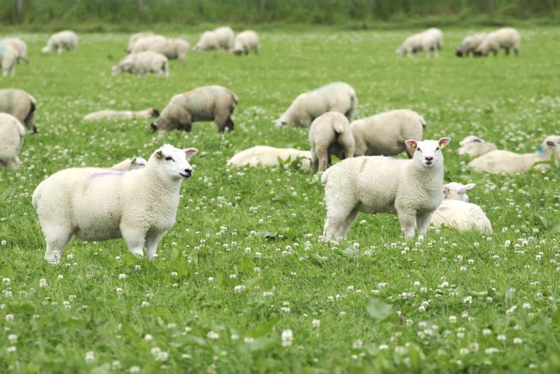 Sheep Management: weaning, lamb castration and selecting replacements