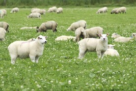 Sheep Management: weaning, lamb castration and selecting replacements