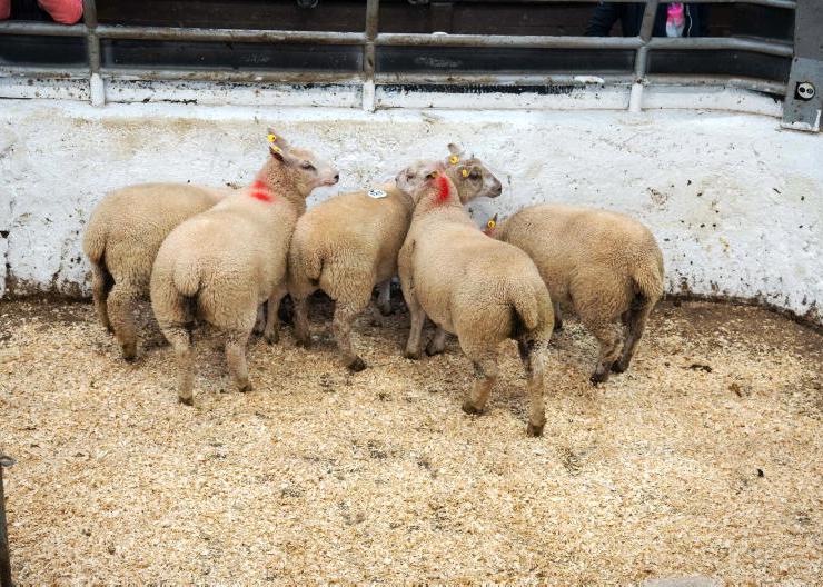 Factory lamb prices cut by 40c/kg