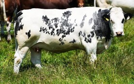 Watch: Belgian Blue springer sells for €6,150 in Balla