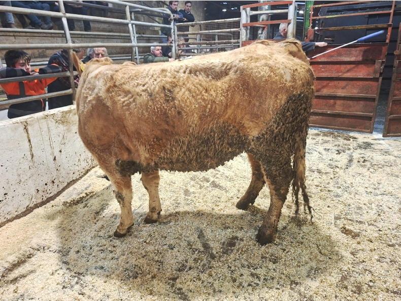 Camera at the Mart: cows see lift in demand at Drumshanbo Mart