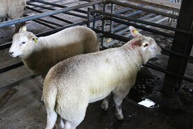 Watch: lambs sell to €200 in Ballinalsoe Mart