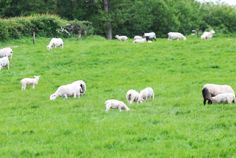 First lambs drafted on Tullamore Farm 