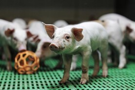 Technical efficiency increasing on pig farms, Teagasc report shows