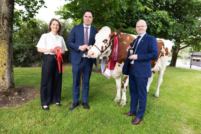 Baileys cow competition returns to Virginia Show