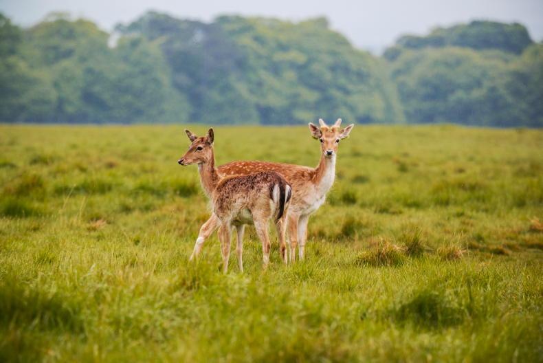 Informed decisions at local level must drive deer management - FRS