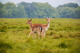 Informed decisions at local level must drive deer management - FRS