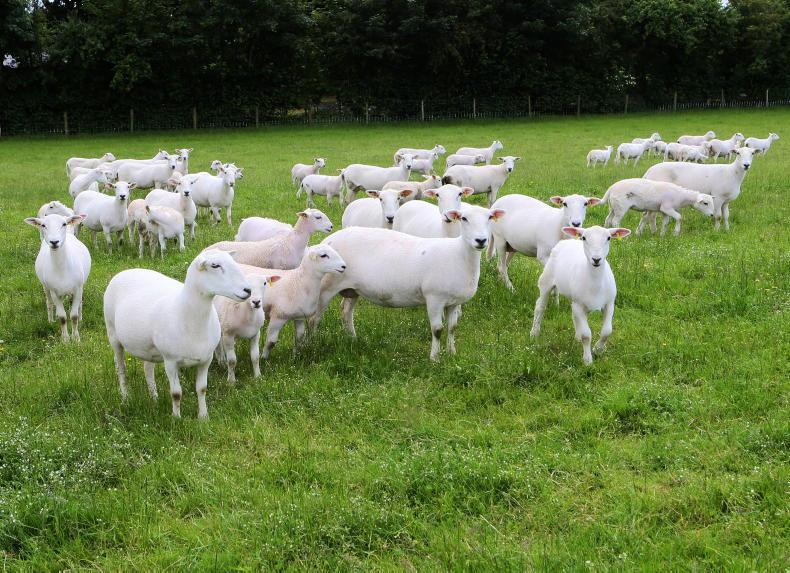 EasyCare ewes under test in Ballymena
