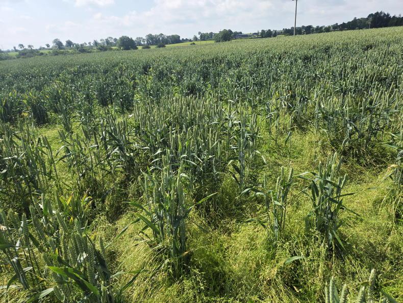 Yield watch: sparse wheat crop has rallied and looks excellent