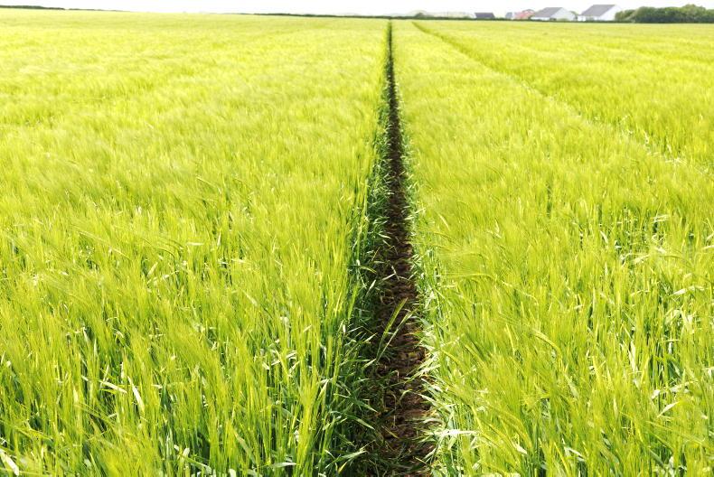 Dempsey at large: to home produce 
or import grain?
