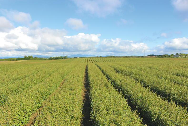 Planting targets and the 'realities of nursery supply'