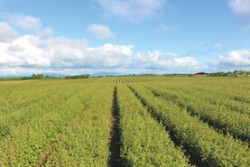 Planting targets and the 'realities of nursery supply'