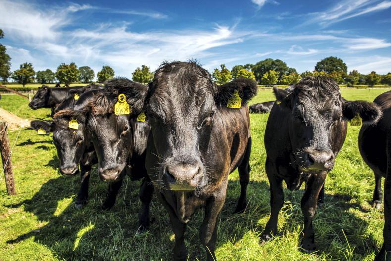 Over 60,000 more cattle aged 24 to 30 months on farms on 1 May 2026