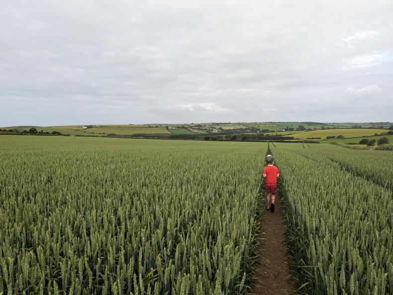 A burst of growth for beet and maize