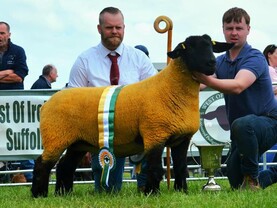 Suffolk ewe crowned interbreed champion in Corrandulla