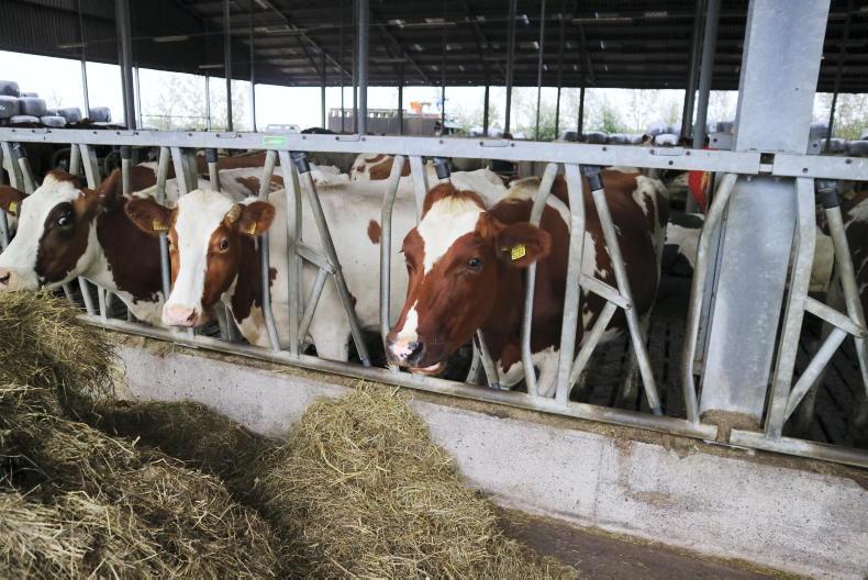 The Netherlands to cap cow numbers at 2.6 LU/ha