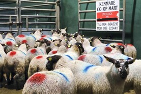 Camera at the Mart: solid start to store lamb trade in Kenmare