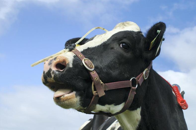 Call for proposals to cut emissions from dairy and beef sectors