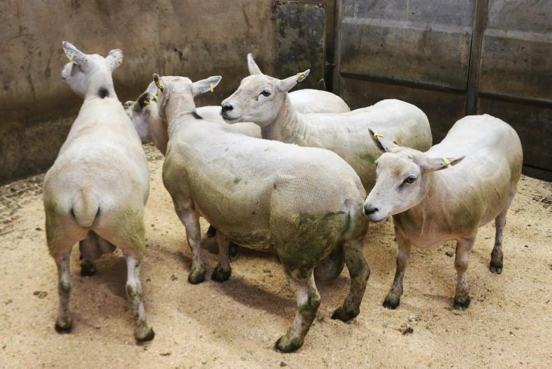 Camera at the Mart: flying trade for ewes in Clogher Mart