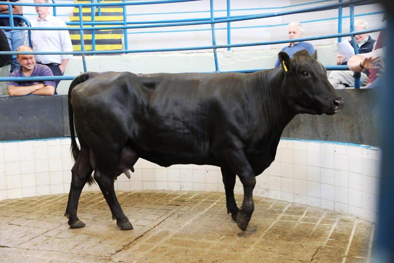 Camera at the Mart: keen demand for all types in Dungarvan