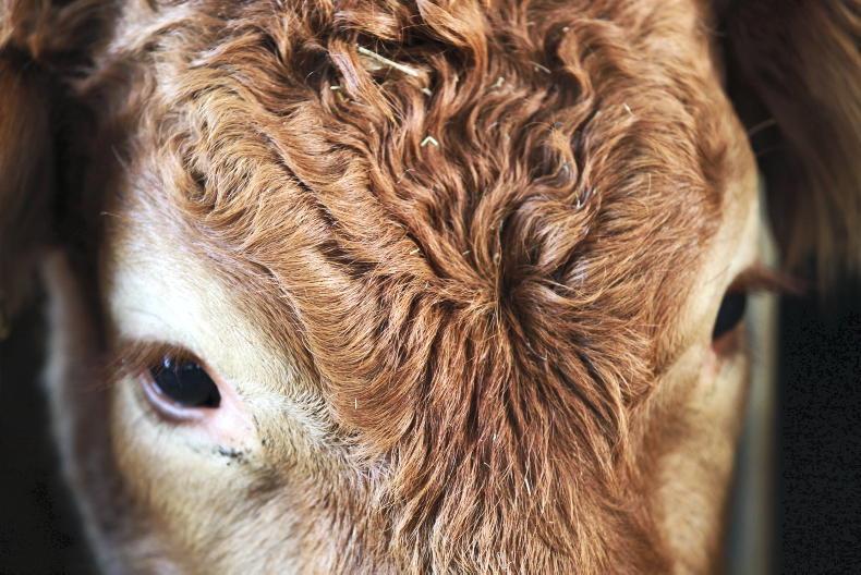 14 cattle missing in Co Down