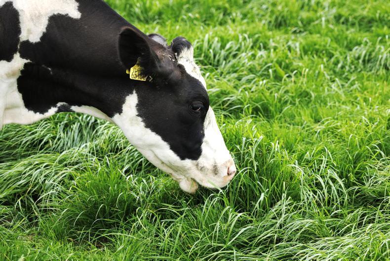 Grazing rotation is heading for 20 days