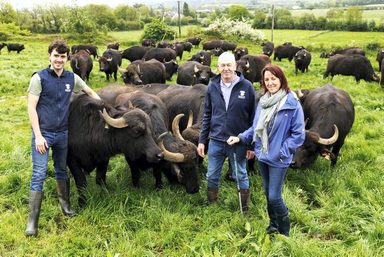 Macroom Buffalo: handing over the reins