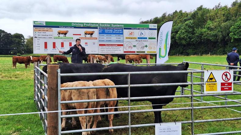 BEEF2026: cost of keeping a suckler cow is €1,000/year 