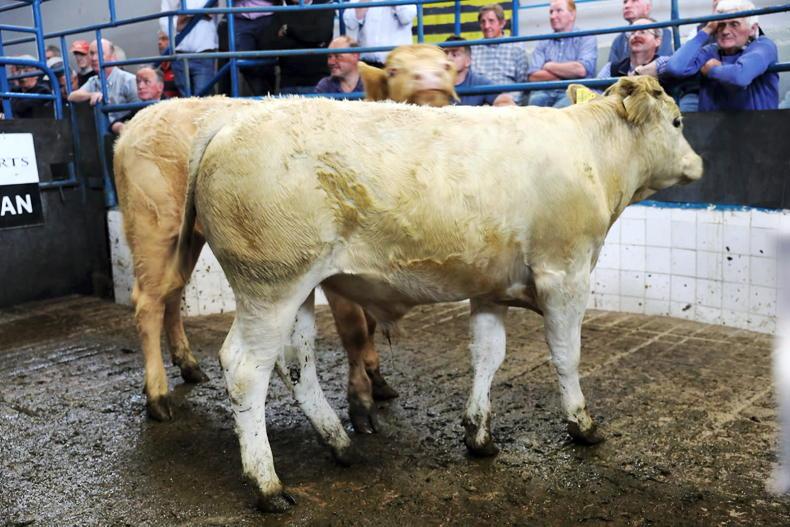 MartBids Database: beef quotes add more positivity to live trade
