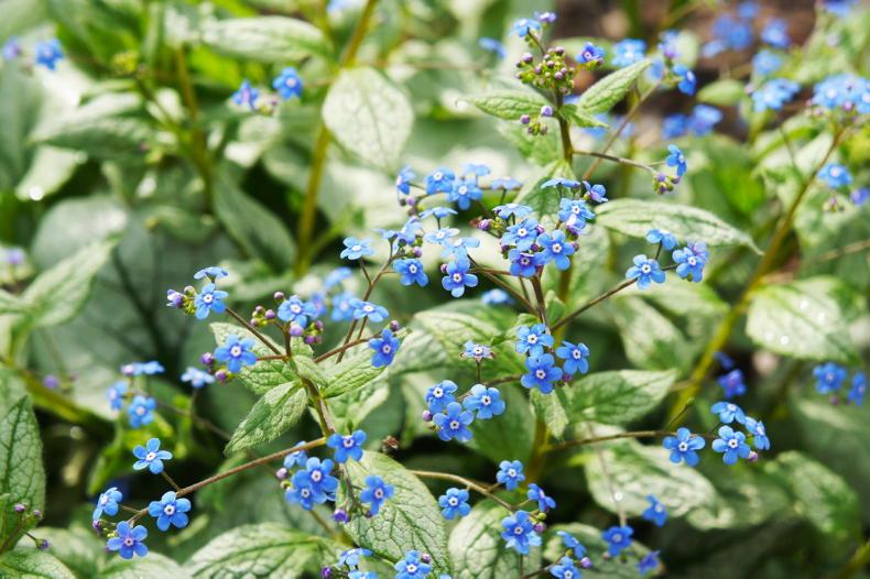 Gardening with Paul: love symbols in the garden