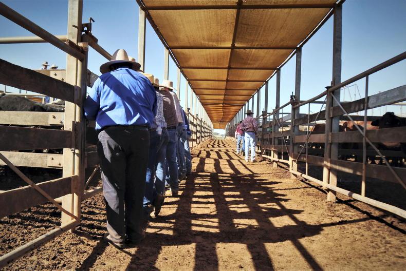Chasing dairy beef dollars down under