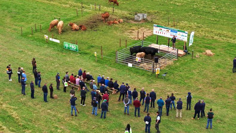 Top suckler farms deliver net margin of €1,580/ha 