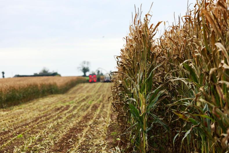 Dutch never cease to a-maize  