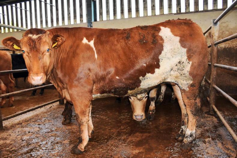 Northern View: factories chase limited cattle supplies