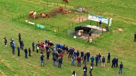 Top suckler farms deliver net margin of €1,580/ha 