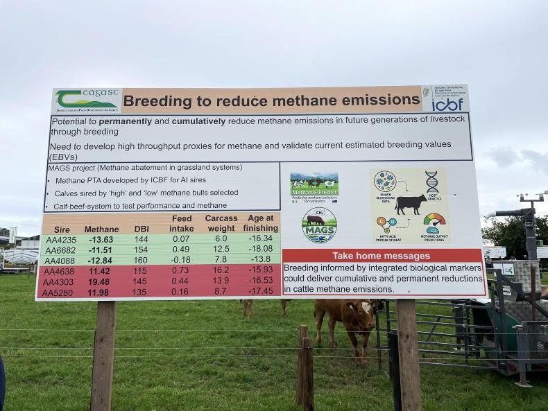 BEEF 2026: breeding to reduce methane emissions from beef cattle