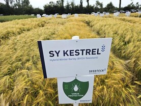 Winter barley market is highly competitive