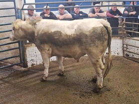 Camera at the Mart: beef cattle in demand in Tuam Mart