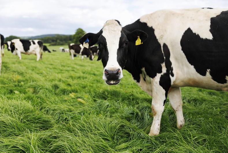 How farm technology could tell whether cows are happy or moody 