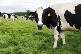 How farm technology could tell whether cows are happy or moody 
