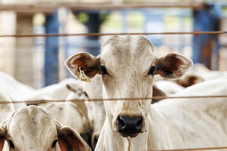 Underfunded global animal health poses risk to another pandemic  - report